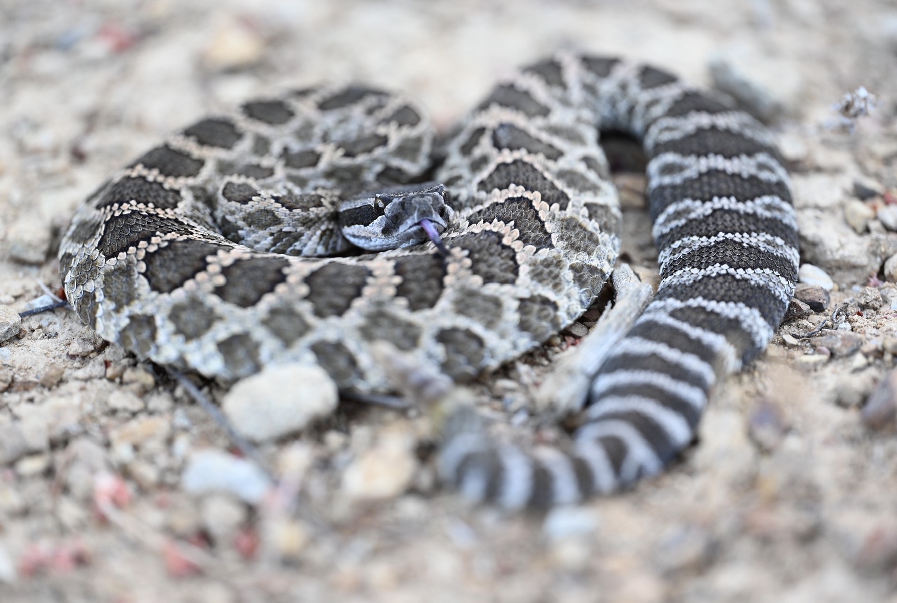 Southern Pacific rattlesnake additional view 5