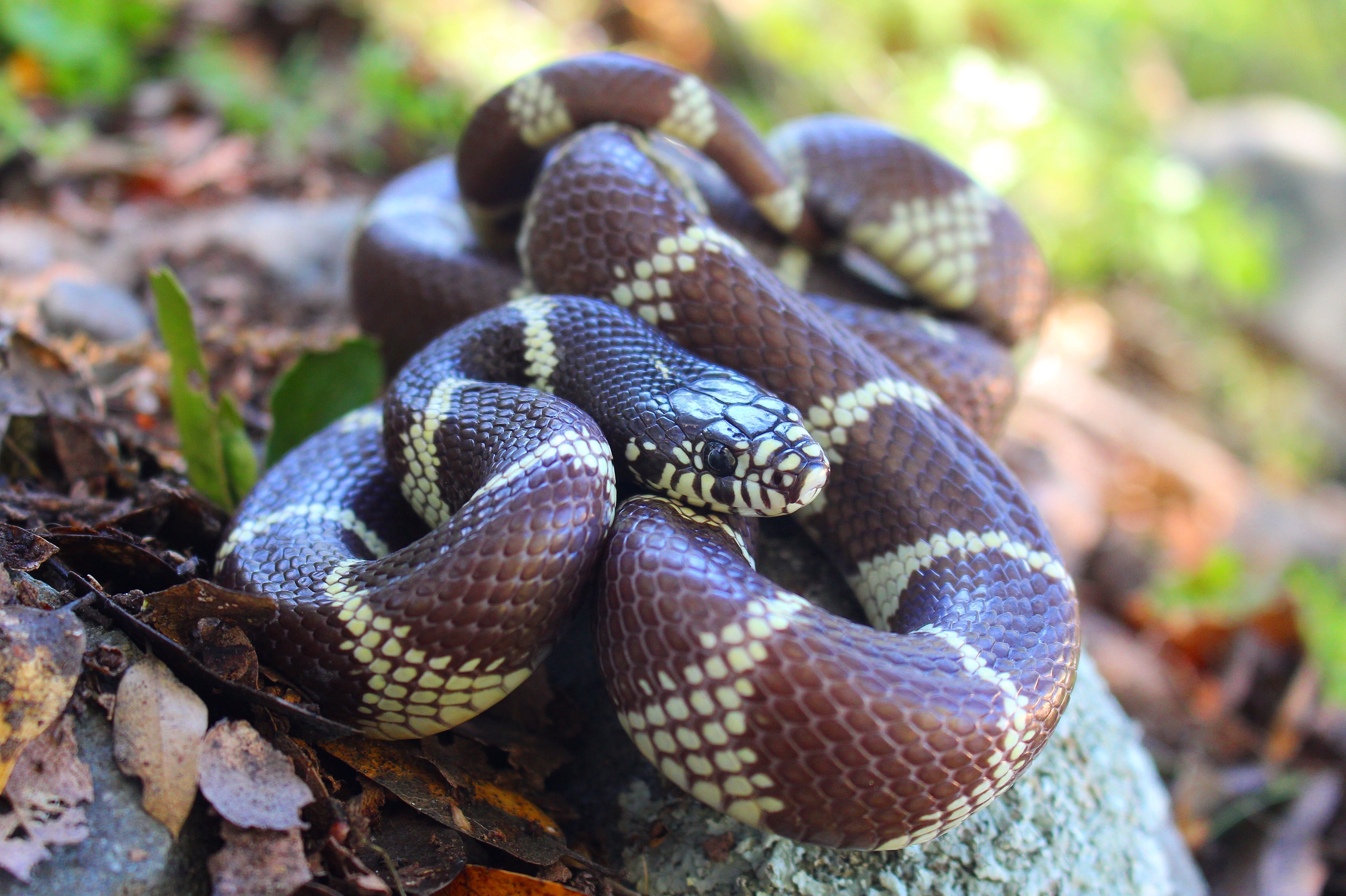 California kingsnake additional view 1