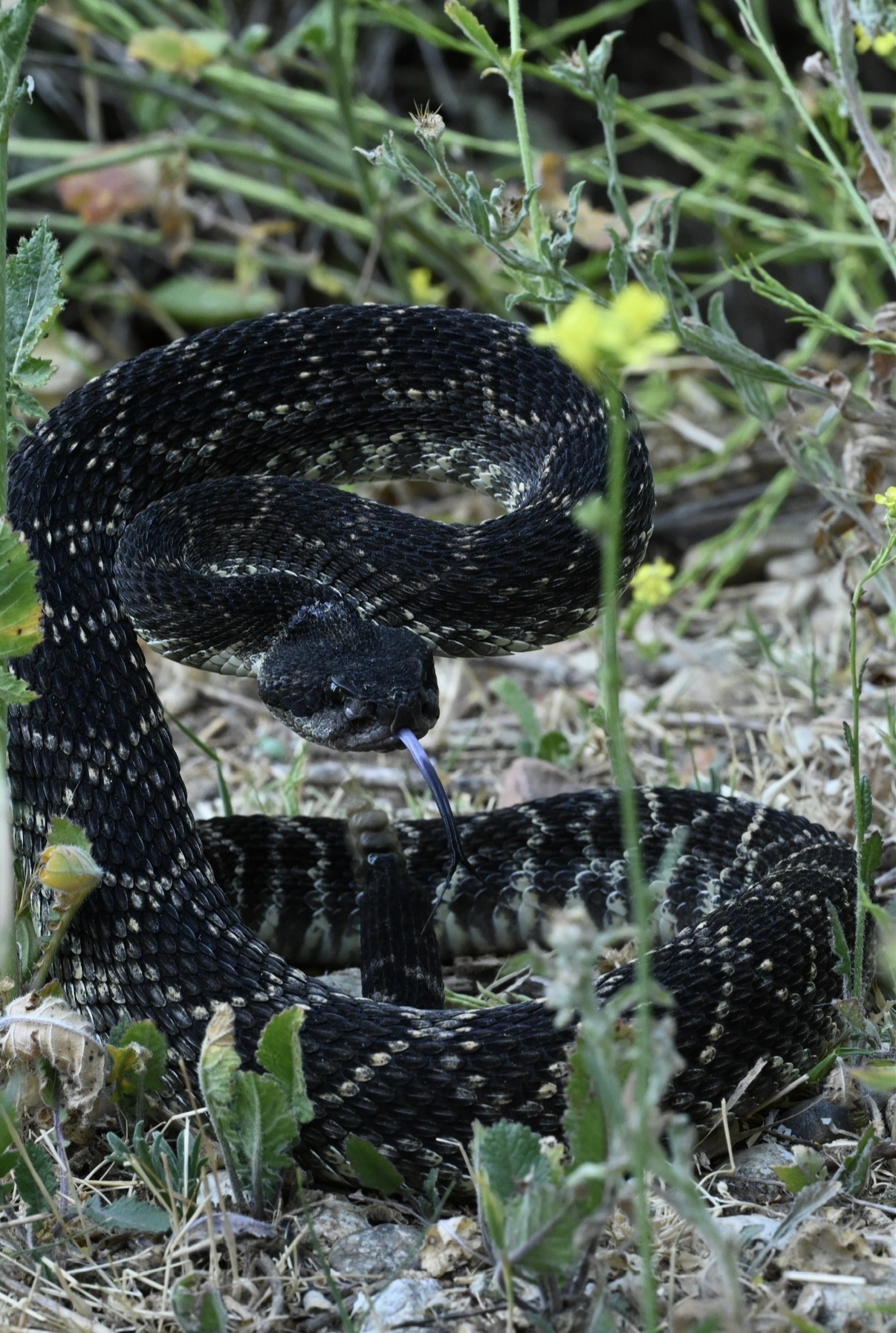 A gopher snake resting calmly on a sandstone ledge in Southern California habitat