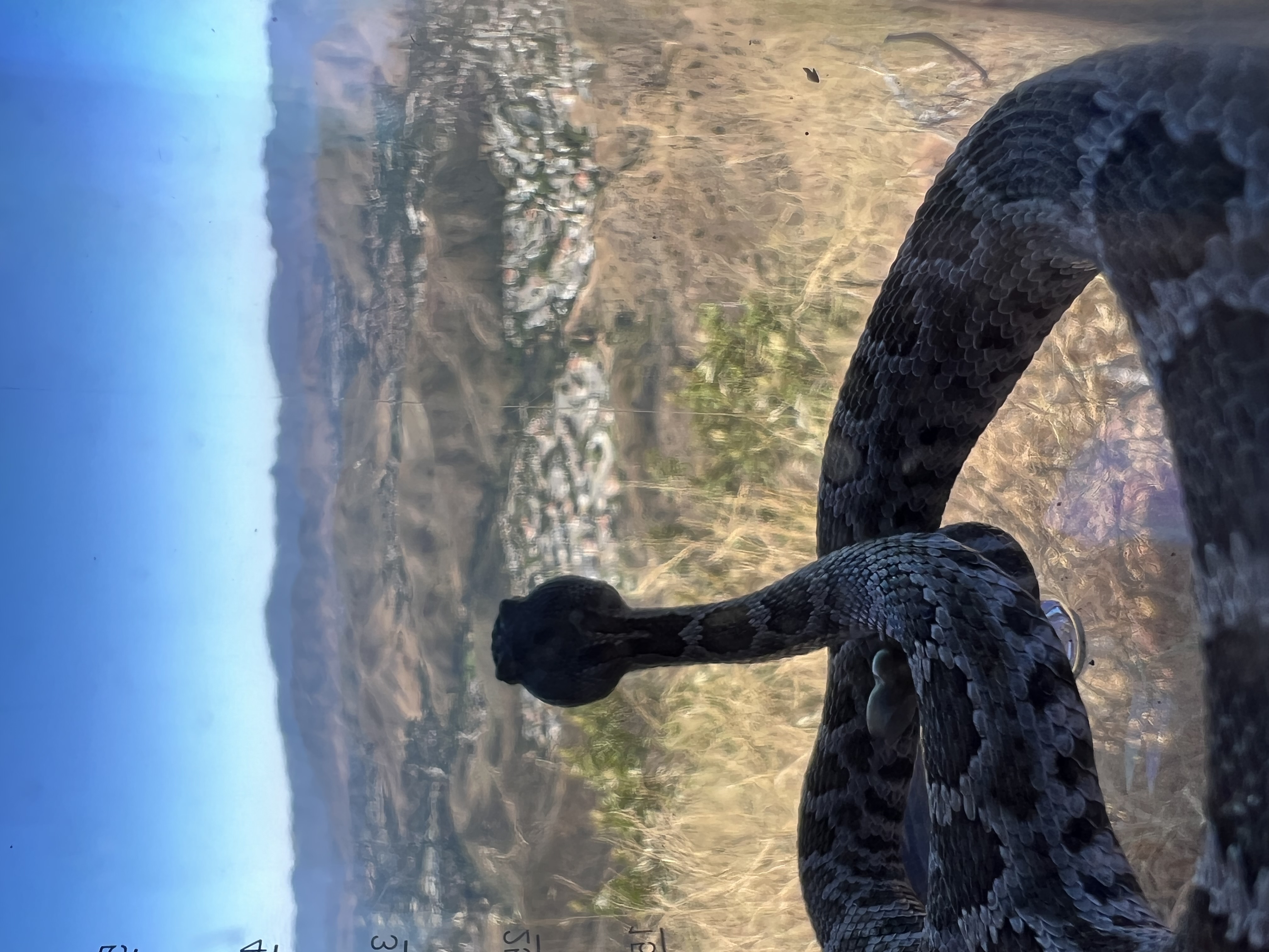 Southern Pacific rattlesnake additional view 4